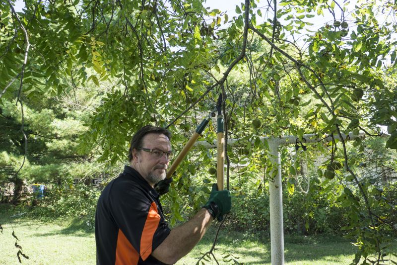 Arborist Pruning