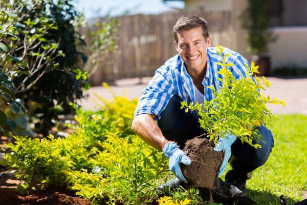 Bush Planting Service in Grand Junction