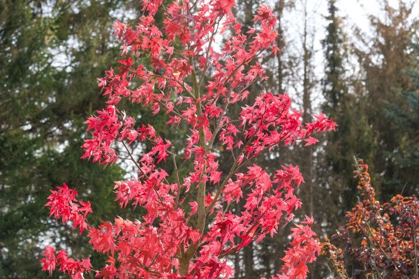 Japanese Maple Planting in Grand Junction