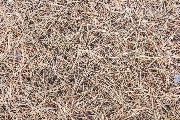 Pine Straw Installation in Grand Junction