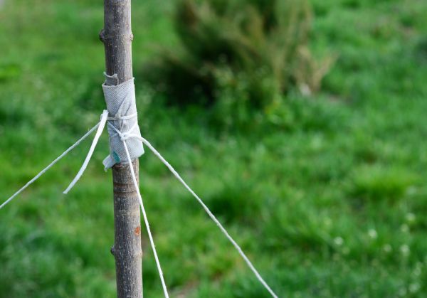 Tree Staking Service in Grand Junction