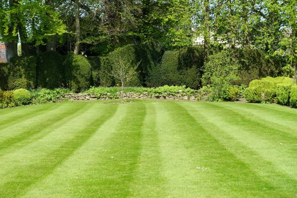 Lawn Renovation in Grand Junction