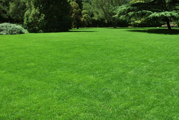 Lawn Landscaping in Grand Junction