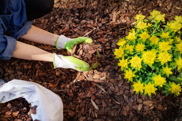 Pine Bark Mulch Installation in Grand Junction
