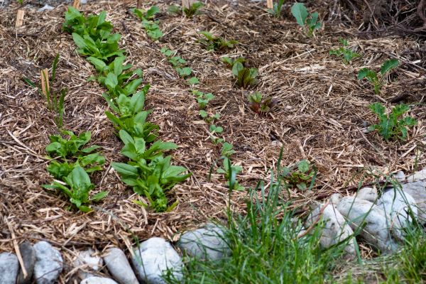 Mulch Service in Grand Junction