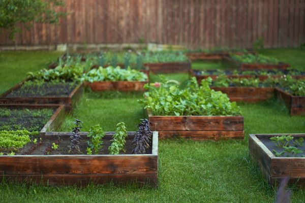 Vegetable Gardening
