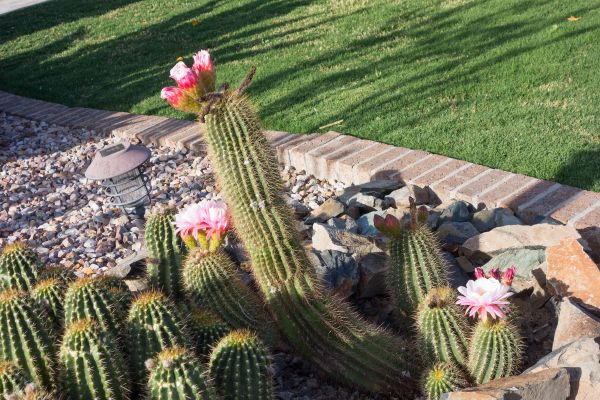 Desert Landscaping in Grand Junction