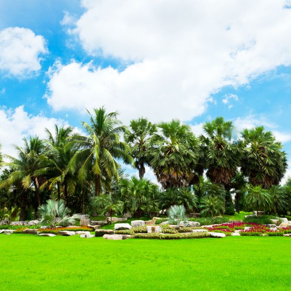 Tropical Landscaping in Grand Junction