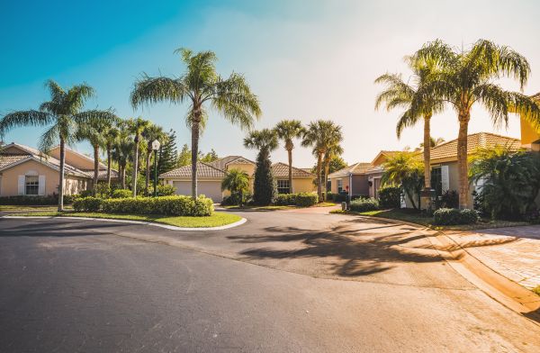 Palm Tree Landscaping in Grand Junction