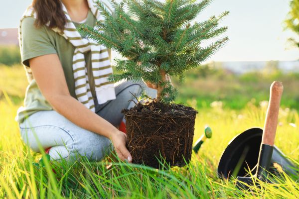 Spruce Tree Planting in Grand Junction