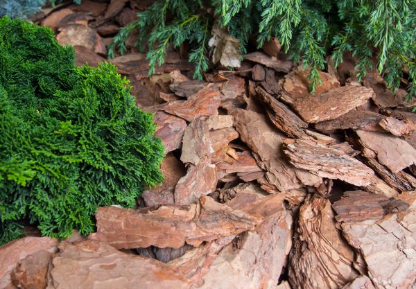 Pine Bark Installation in Grand Junction