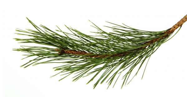 Pine Needles Installation in Grand Junction