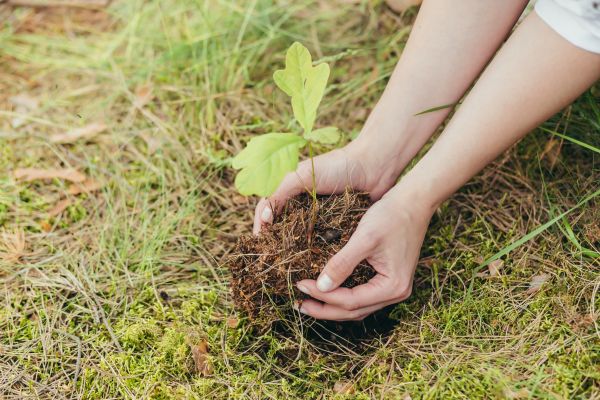 Oak Tree Planting in Grand Junction
