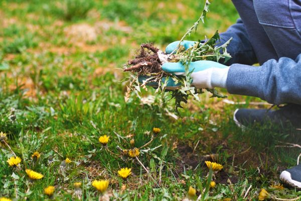 Flower Bed Clearing in Grand Junction