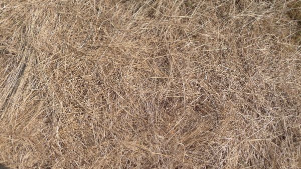 Pine Straw Replacement in Grand Junction