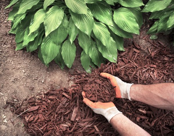 Bark Spreading in Grand Junction