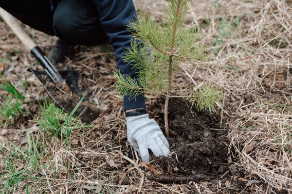 Pine Tree Planting in Grand Junction