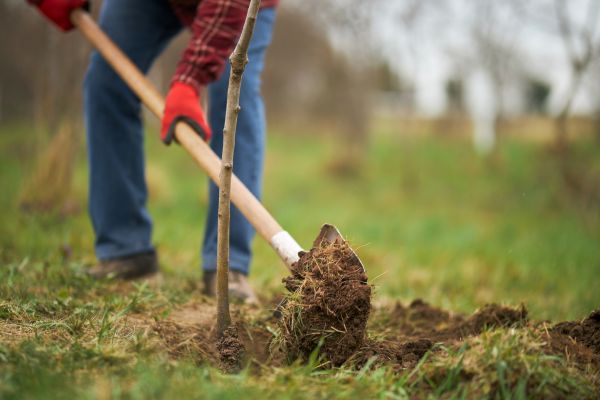 Trees Planting in Grand Junction