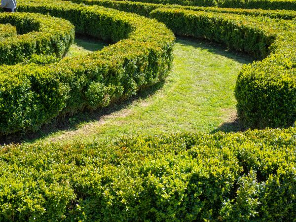 Bush Landscaping in Grand Junction