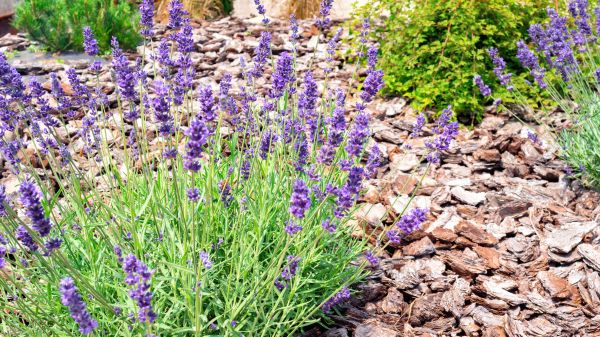 Pine Bark Landscaping in Grand Junction