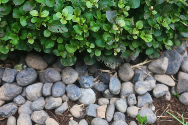 River Stone Installation in Grand Junction