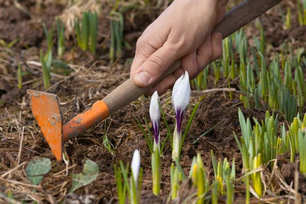 Flower Garden Weeding in Grand Junction