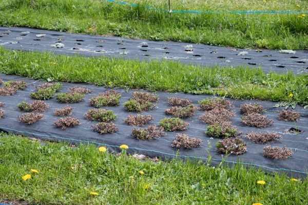 Weed Deterrent Installation