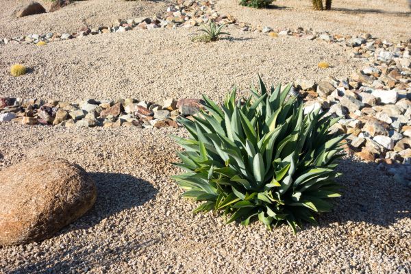 Xeriscaping Service in Grand Junction