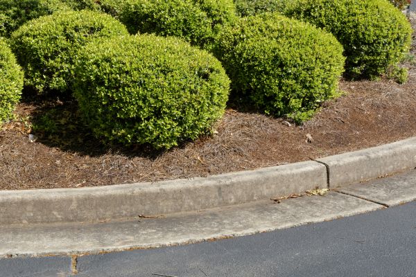 Pine Mulch Installation in Grand Junction