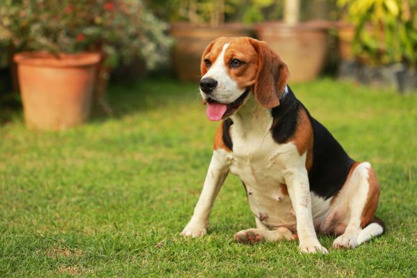 Dog Friendly Landscaping in Grand Junction
