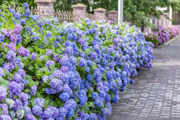 Hydrangea Landscaping in Grand Junction
