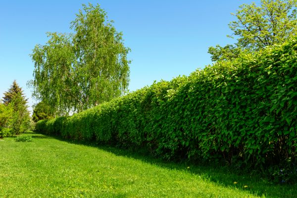 Hedge Replacement in Grand Junction