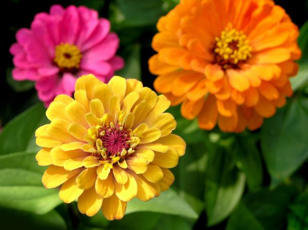 Zinnia Planting in Grand Junction