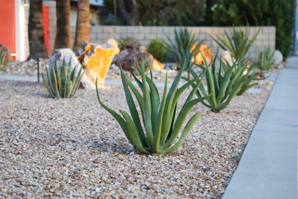 Drought Resistant Landscaping in Grand Junction