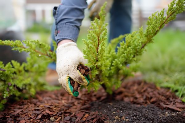 Church Mulching in Grand Junction